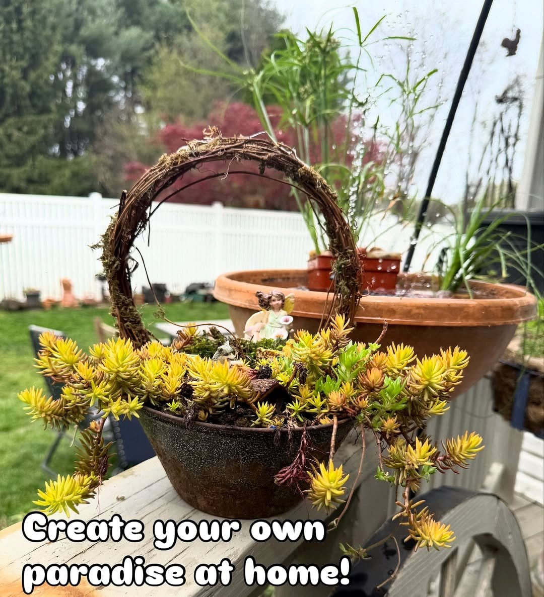 Seashell string lights with succulent accents
