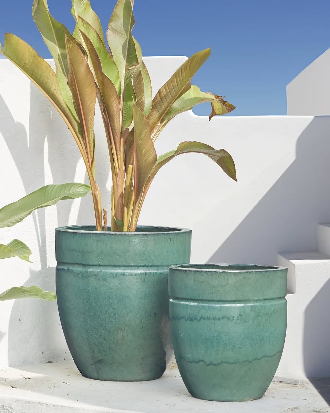 Jade plant in glazed ceramic pot