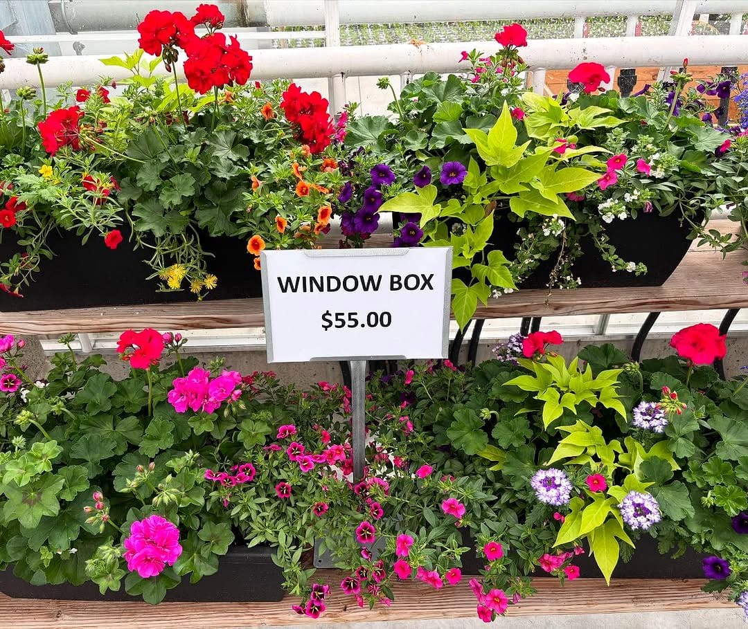 geranium and petunia in window box