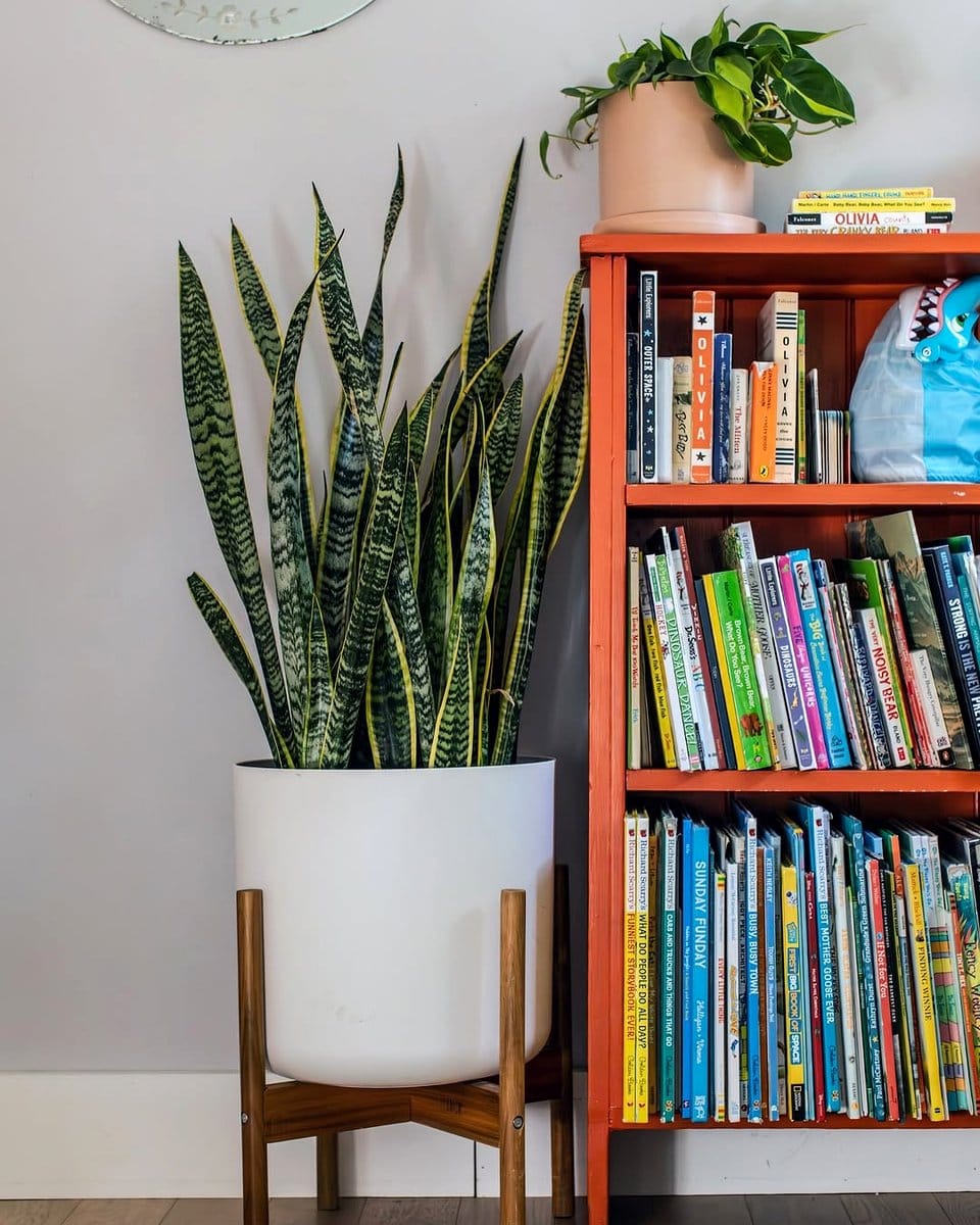 minimalist room with snake plant