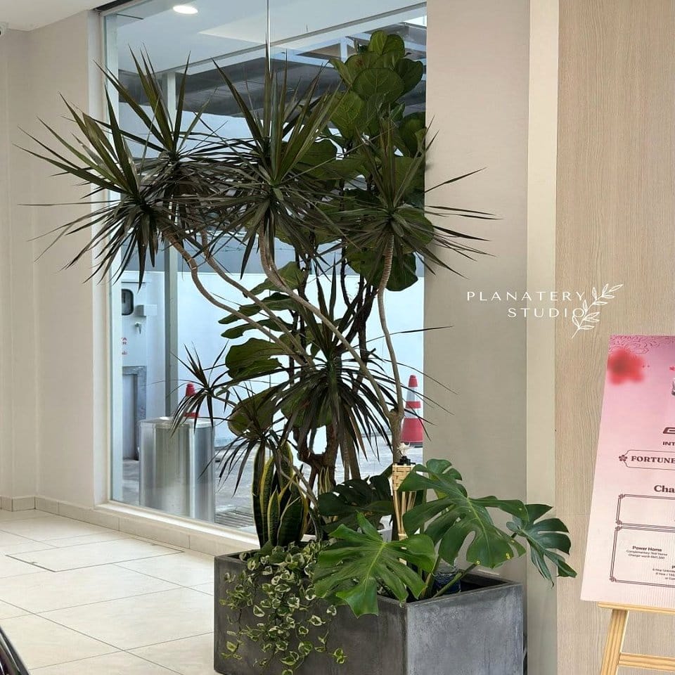 Artistic plant display with alpaca wool wraps