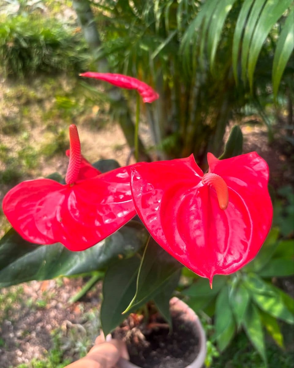 anthurium with red blooms