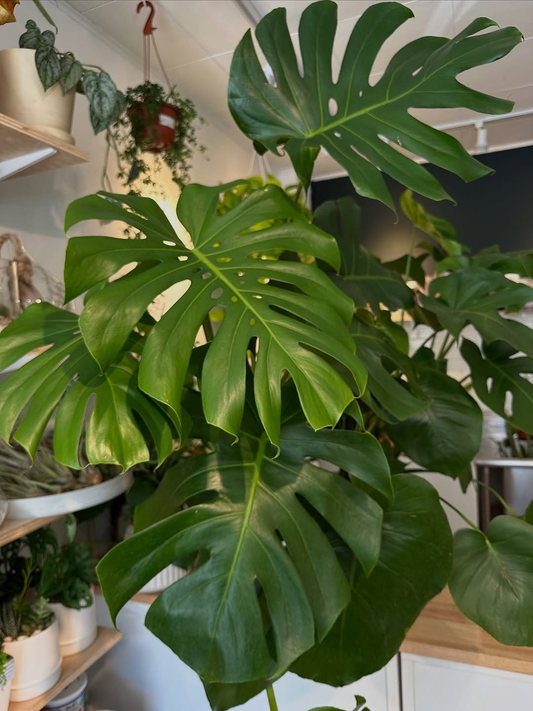 Lush monstera in minimal white pot