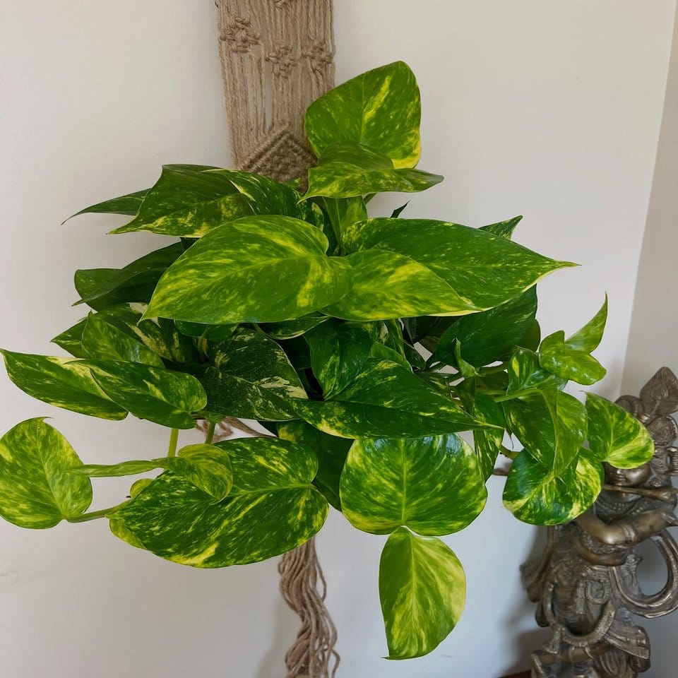 Metal horse bit repurposed as a plant hanger