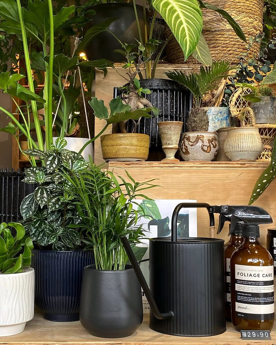 textured pots and leafy plants