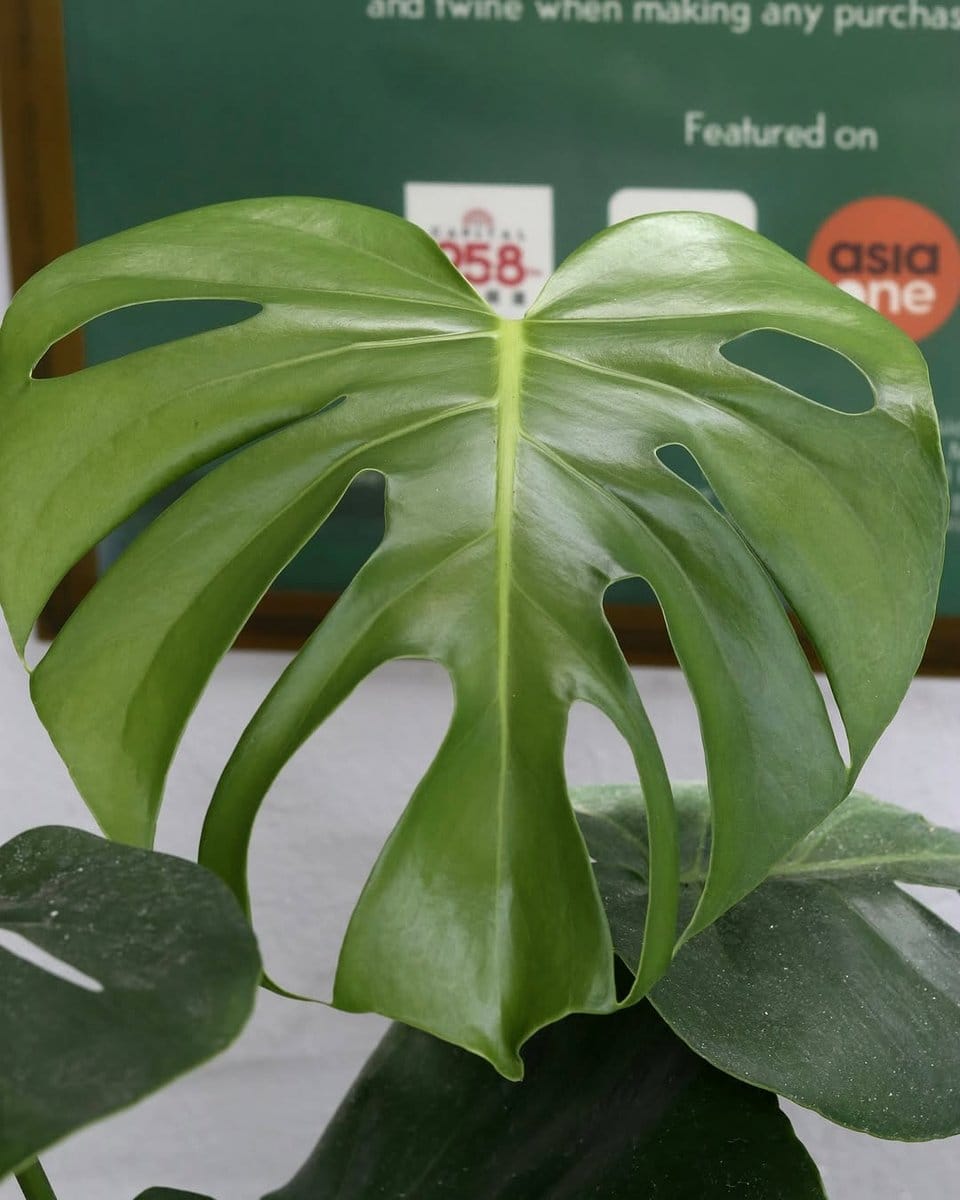 tropical plants with vibrant leaves