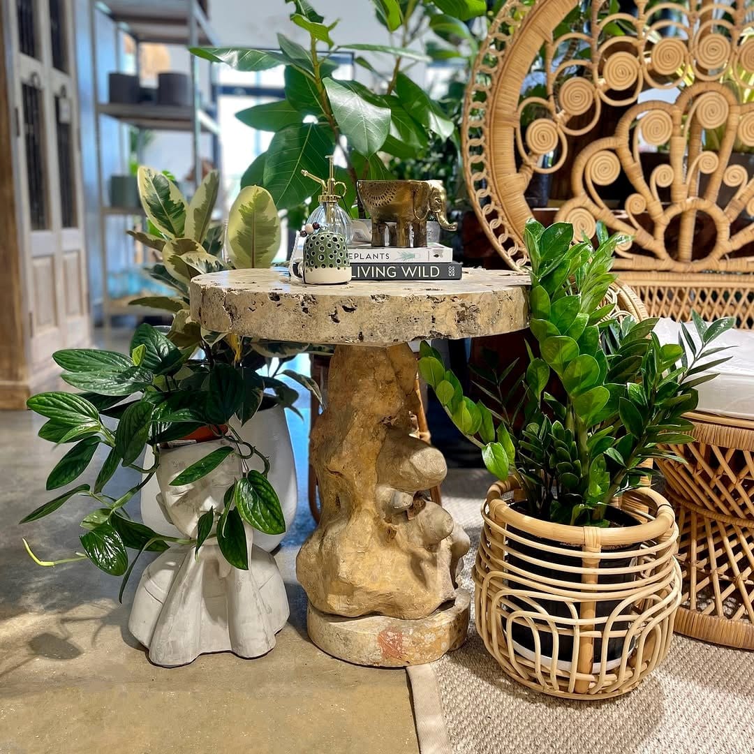 ZZ plant on rustic side table