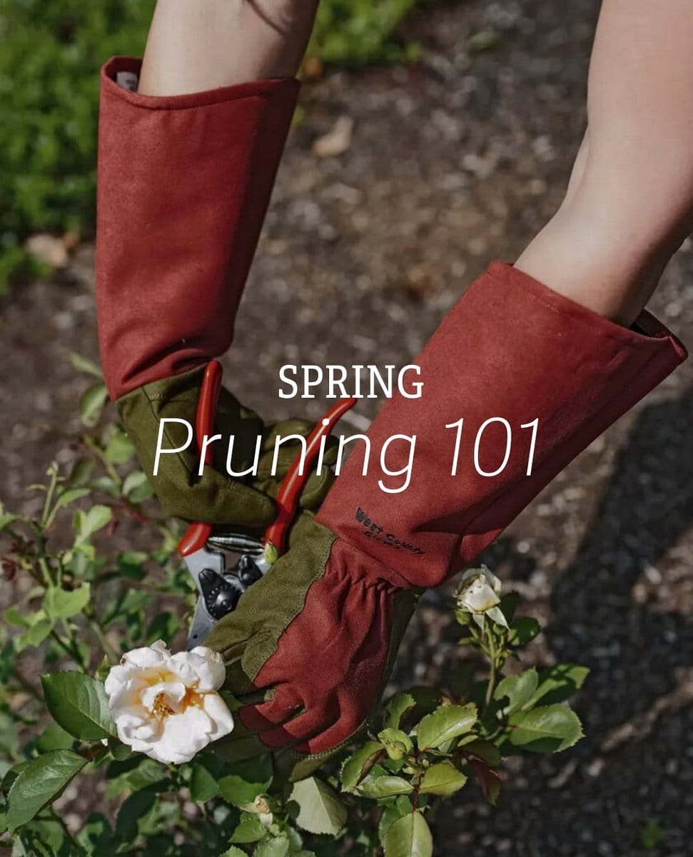 gardener choosing plant cutting