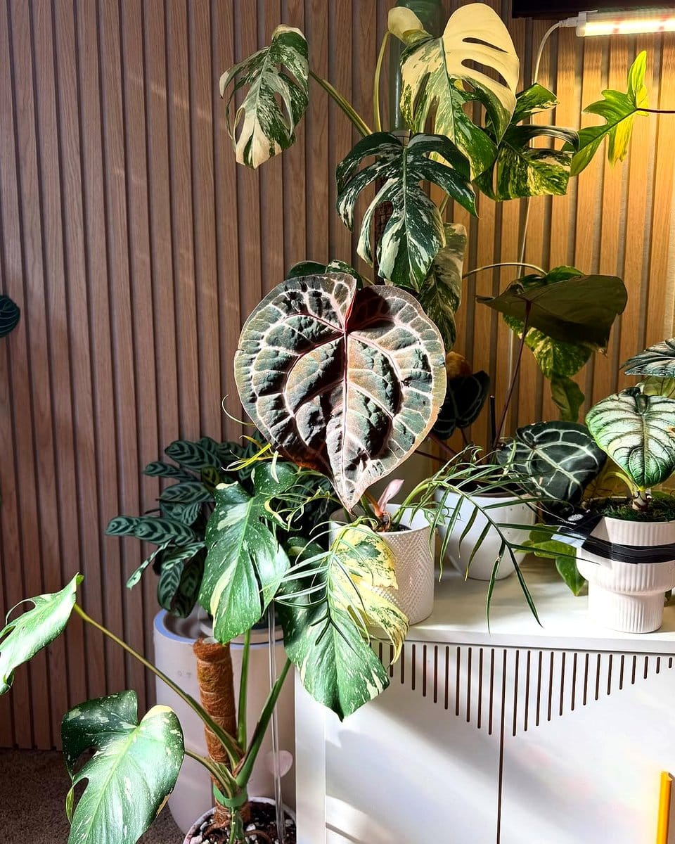 monstera plant beside a wooden record cabinet
