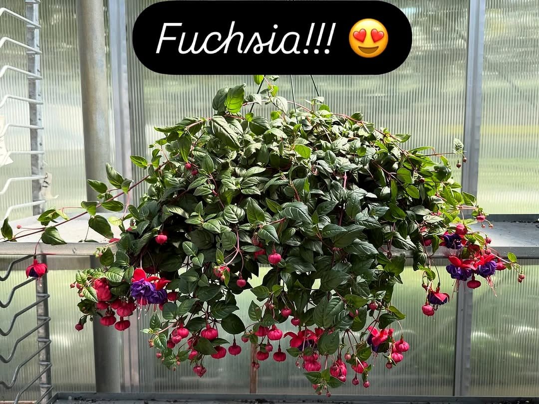 hanging basket with cascading ivy