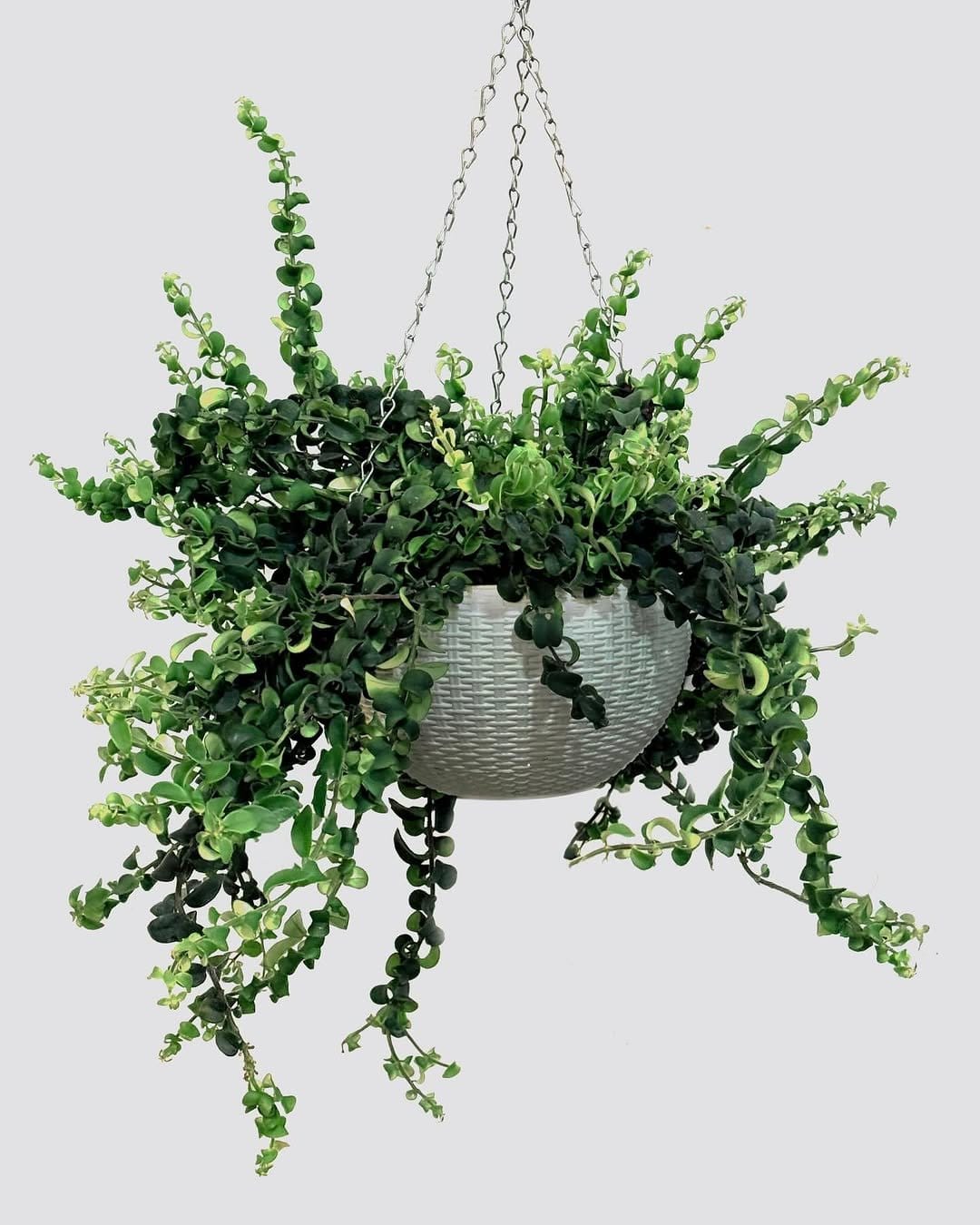 Striking lipstick plant in hanging macrame
