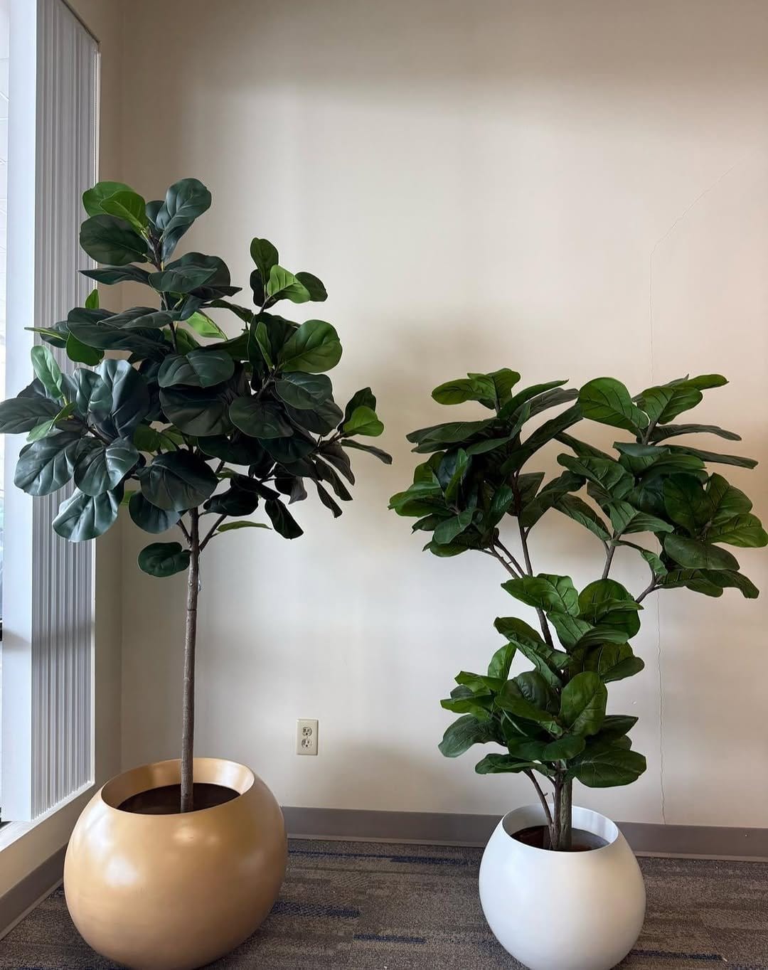 Vibrant fiddle leaf fig in woven basket