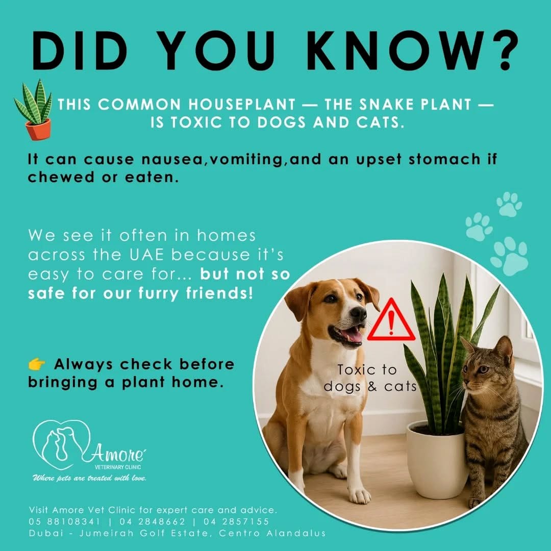 snake plant in a pet-friendly home
