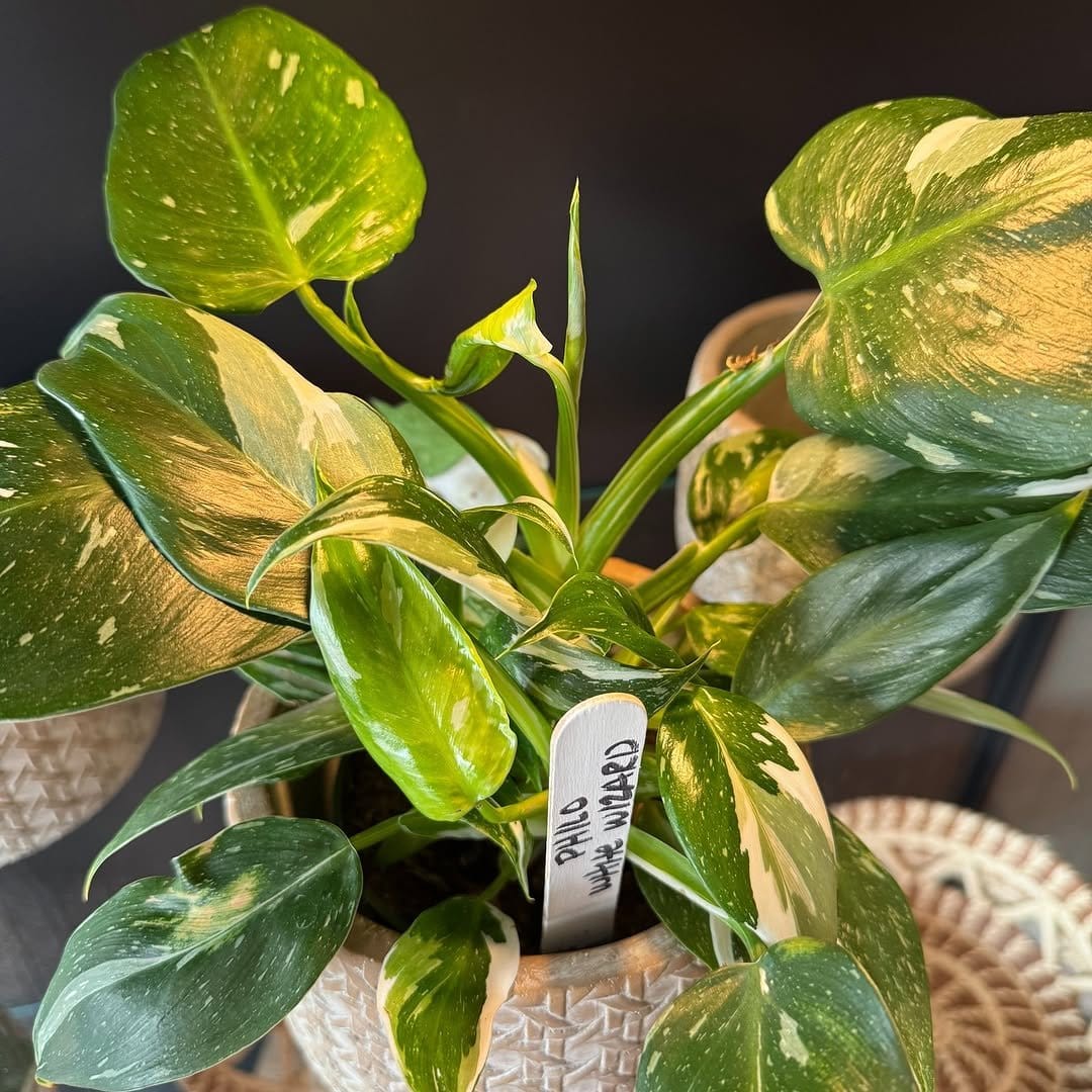 Fresh zz plant in minimalist corner nook
