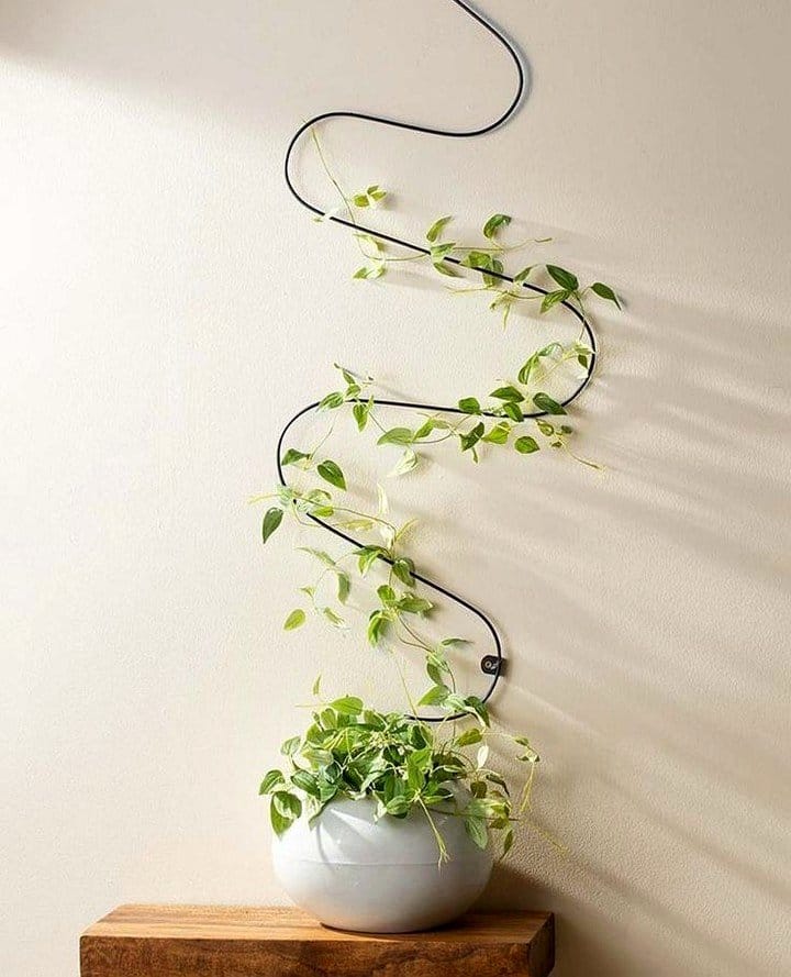 metal trellis with climbing plants