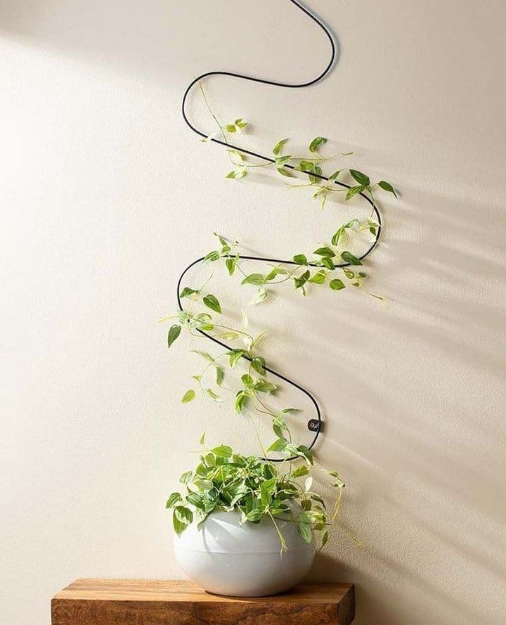 Elegant ivy on trellis