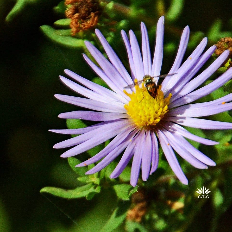 bee on lavender flower