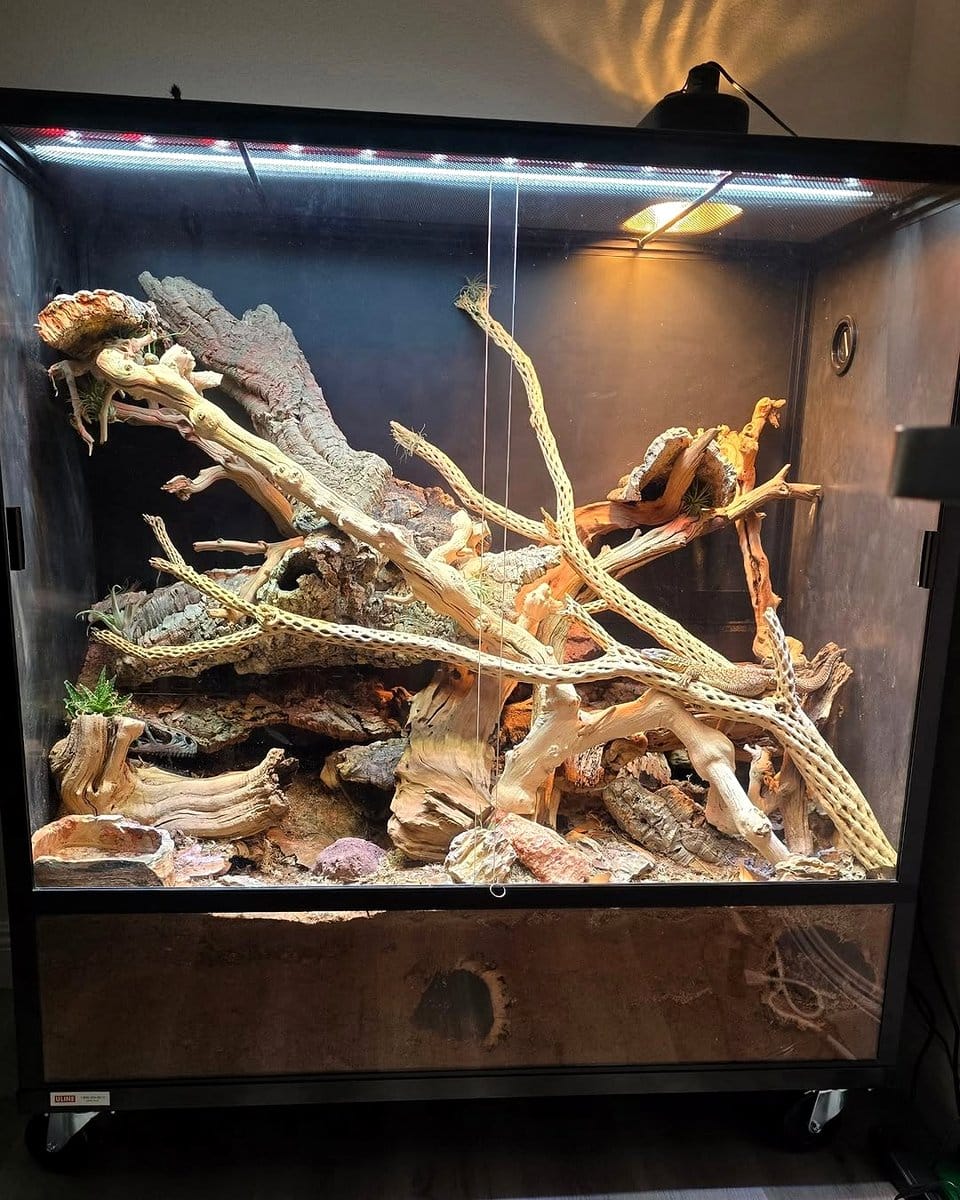 cork bark with driftwood display
