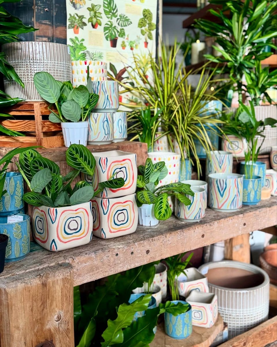 vibrant ceramic pots with plants