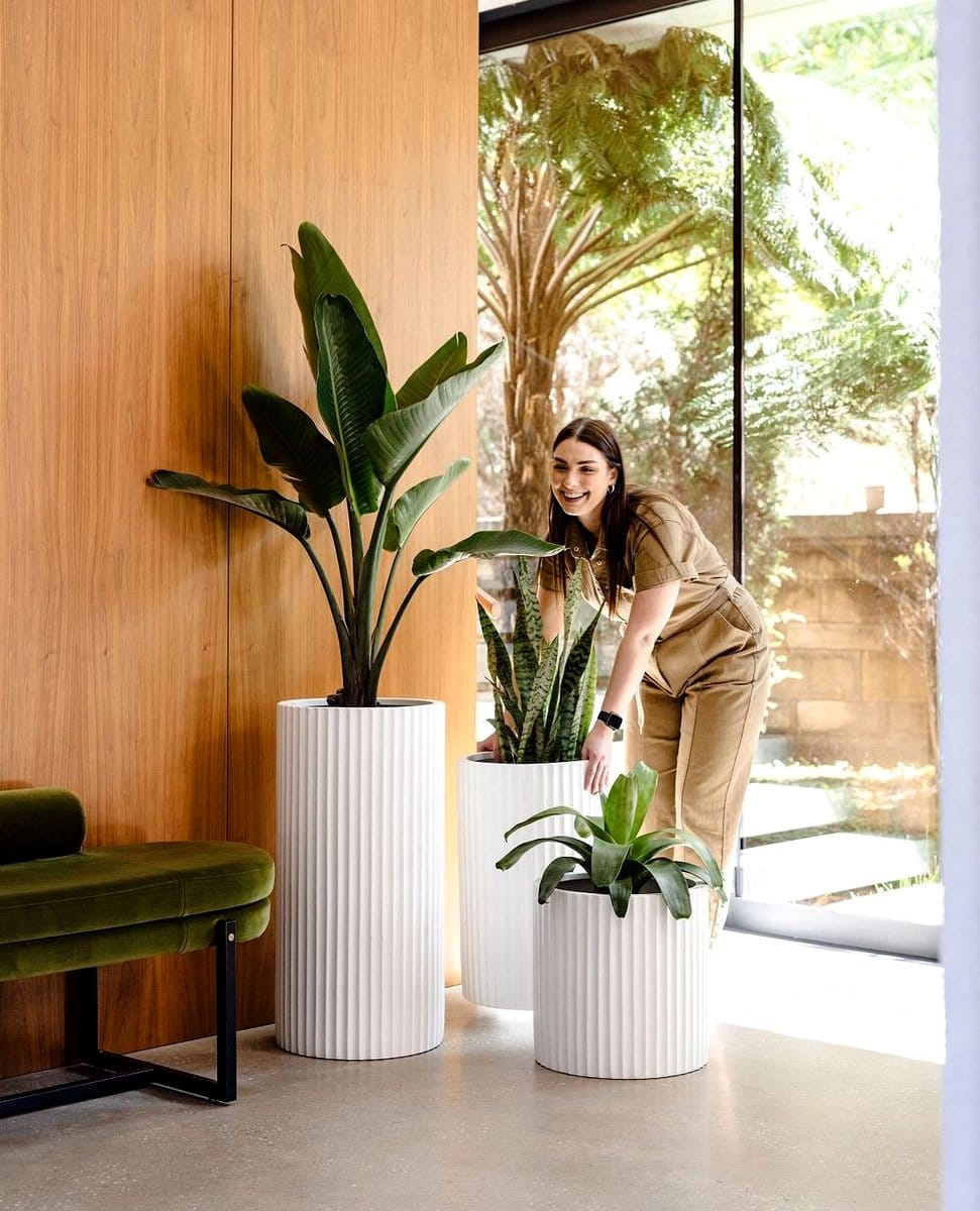 potted plants in entryway
