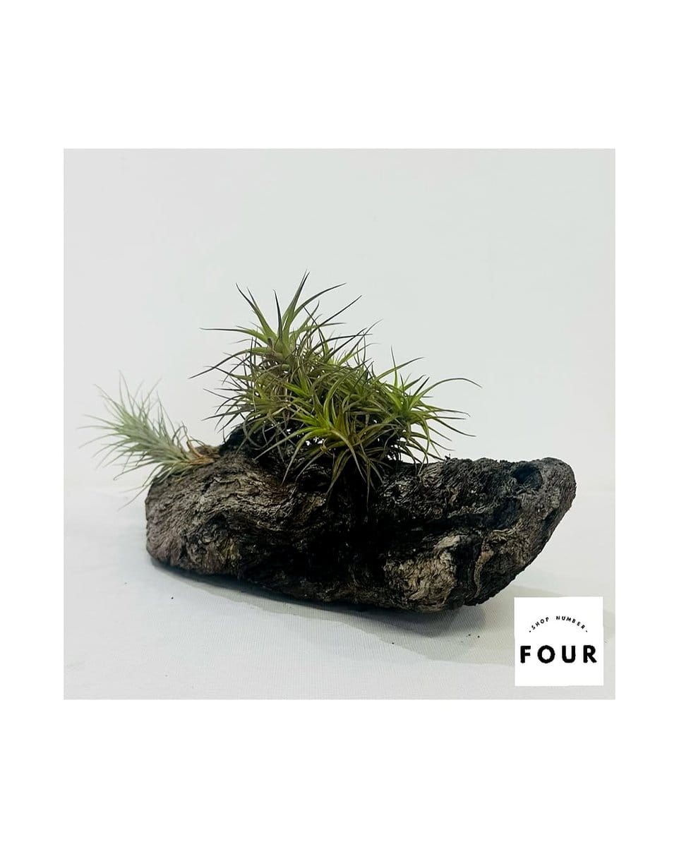 air plant on lava rock