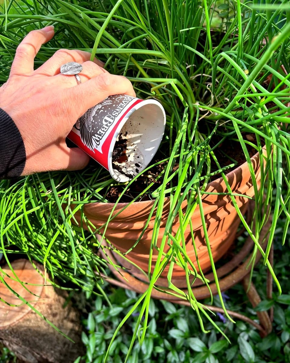 coffee grounds in plant pot