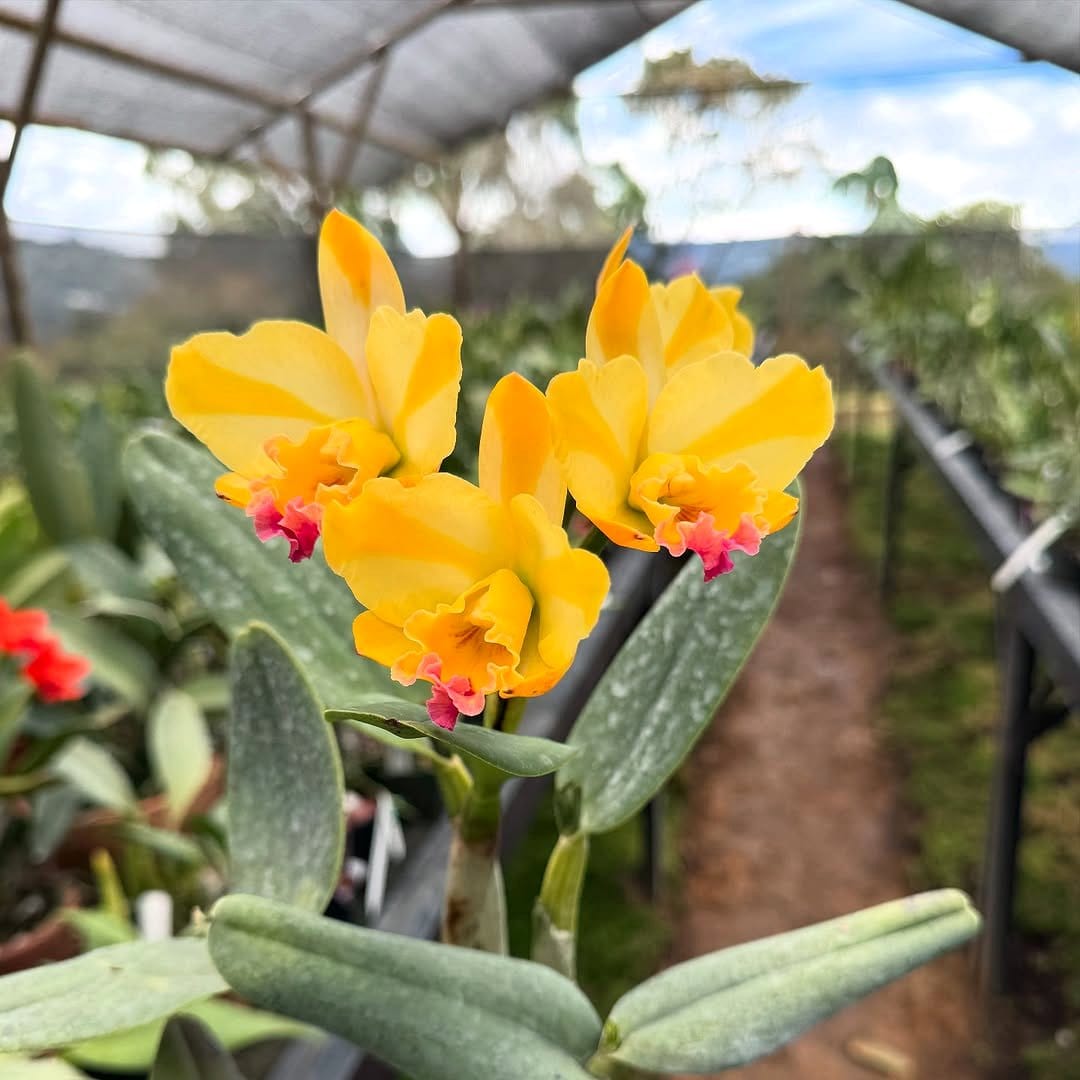 gold pots with orchids