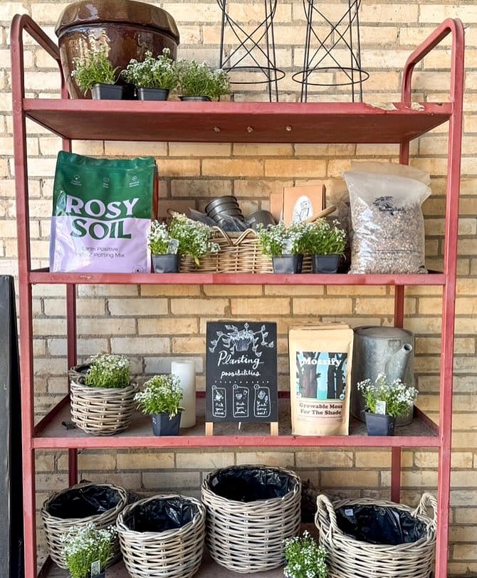 seasonal blooms on bookshelf