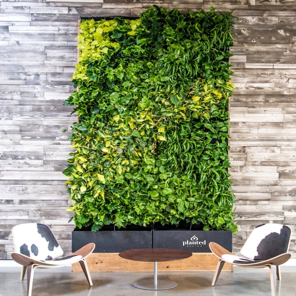 Lush vertical glowing moss wall installation
