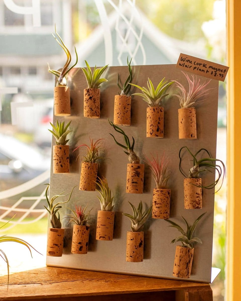 cork planter with small vines