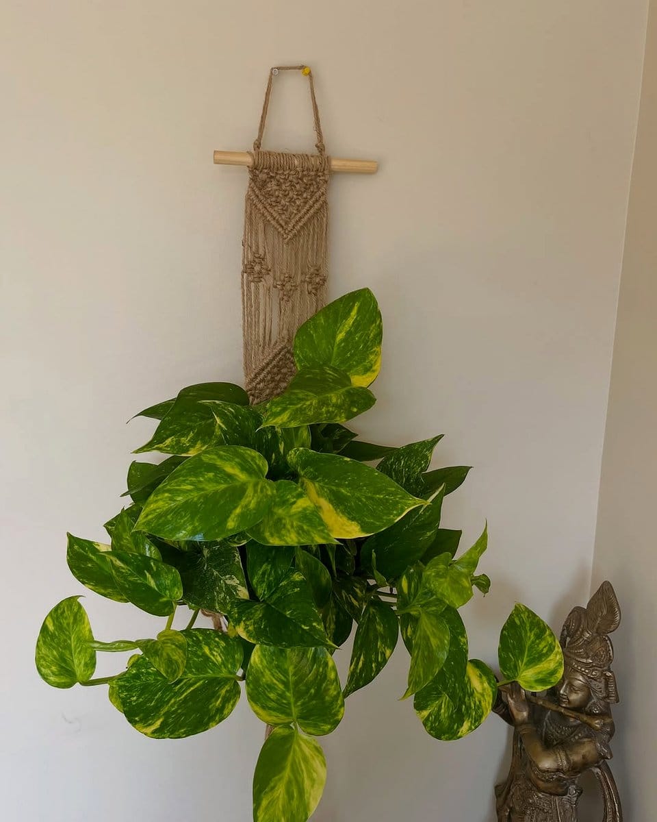 pothos in macrame hanger