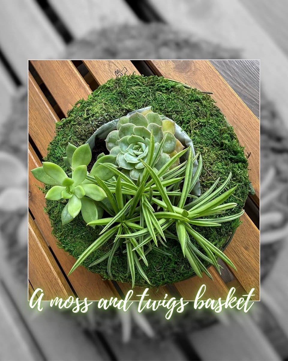 succulent arrangement with moss wrapping