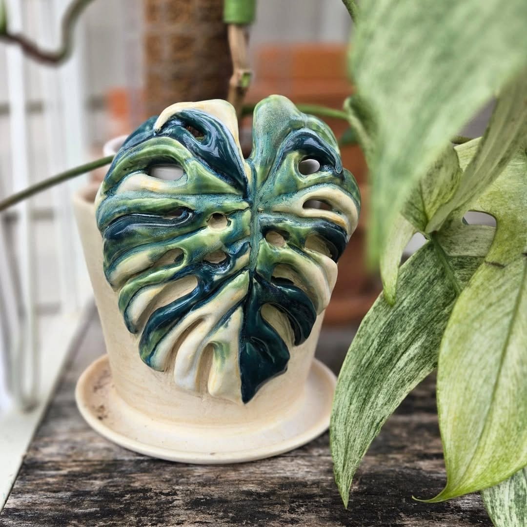 monstera plant in ceramic planter