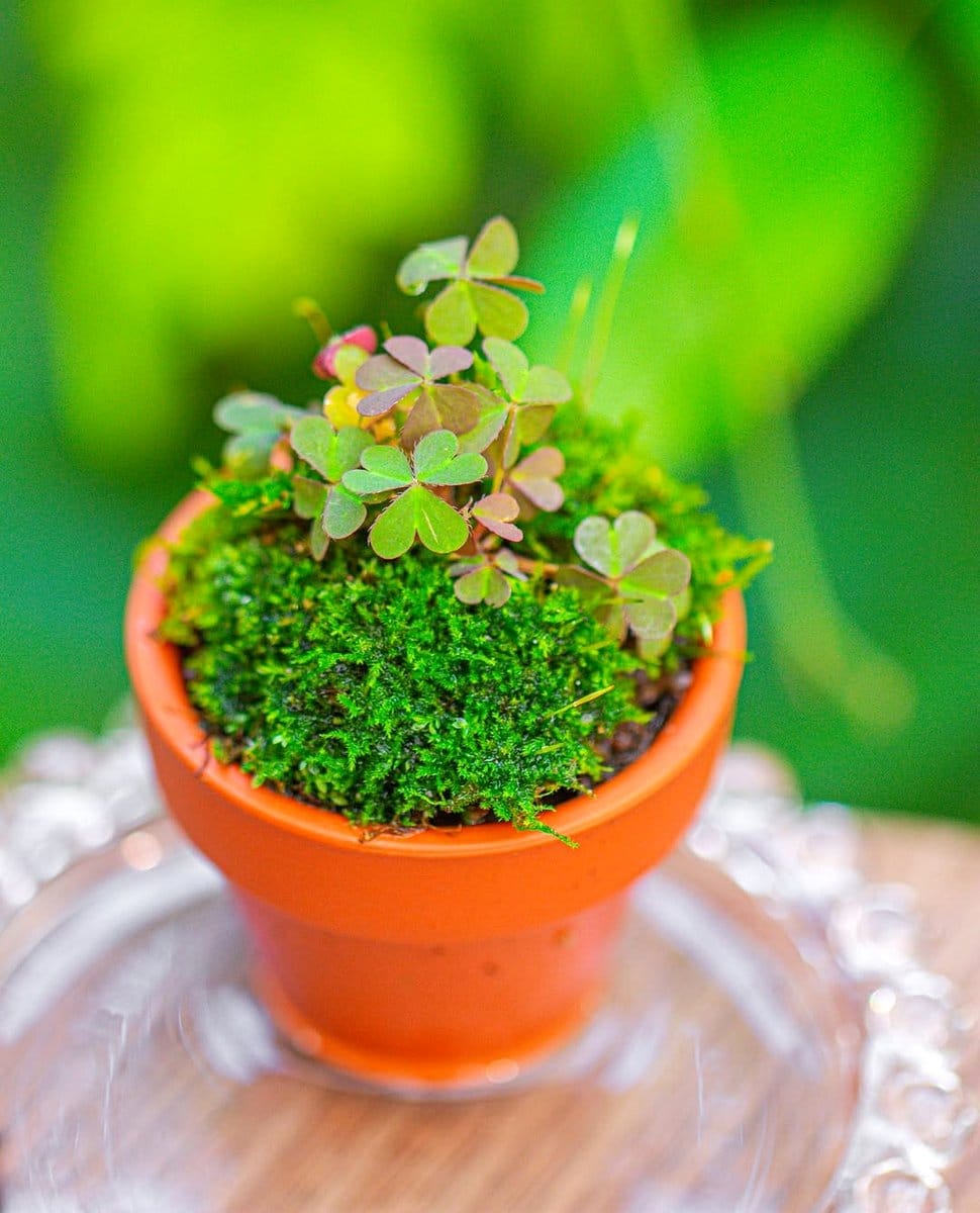 glass cloche with rare mosses