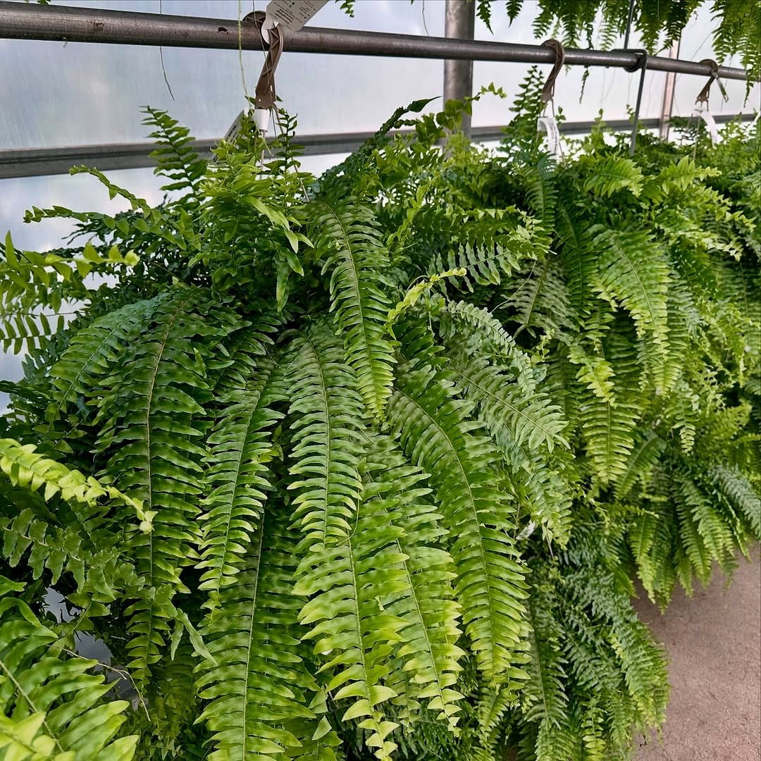 Lush boston fern in hanging basket