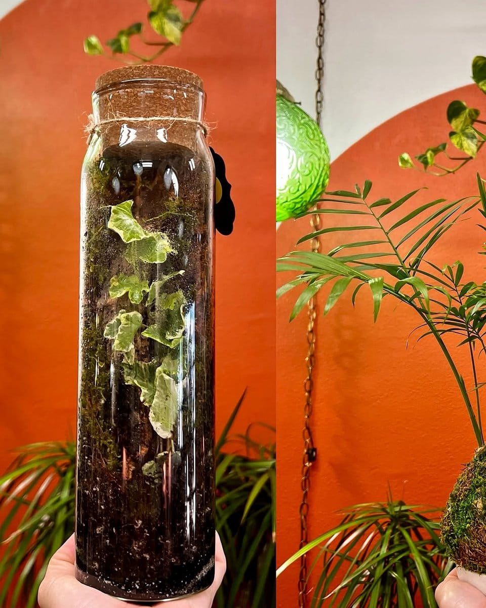 Glass terrarium with neon cacti display