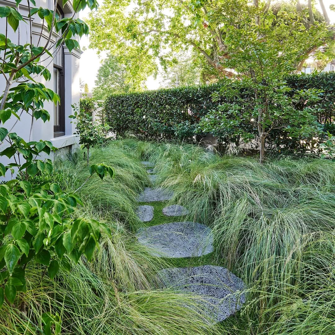 tall ornamental grasses beside creeping thyme