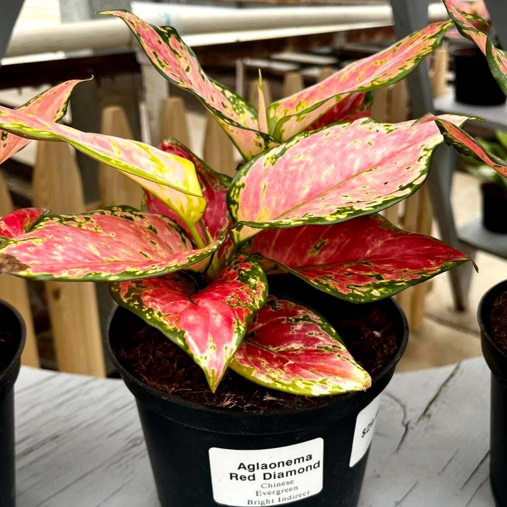 Chinese Evergreen with variegated leaves