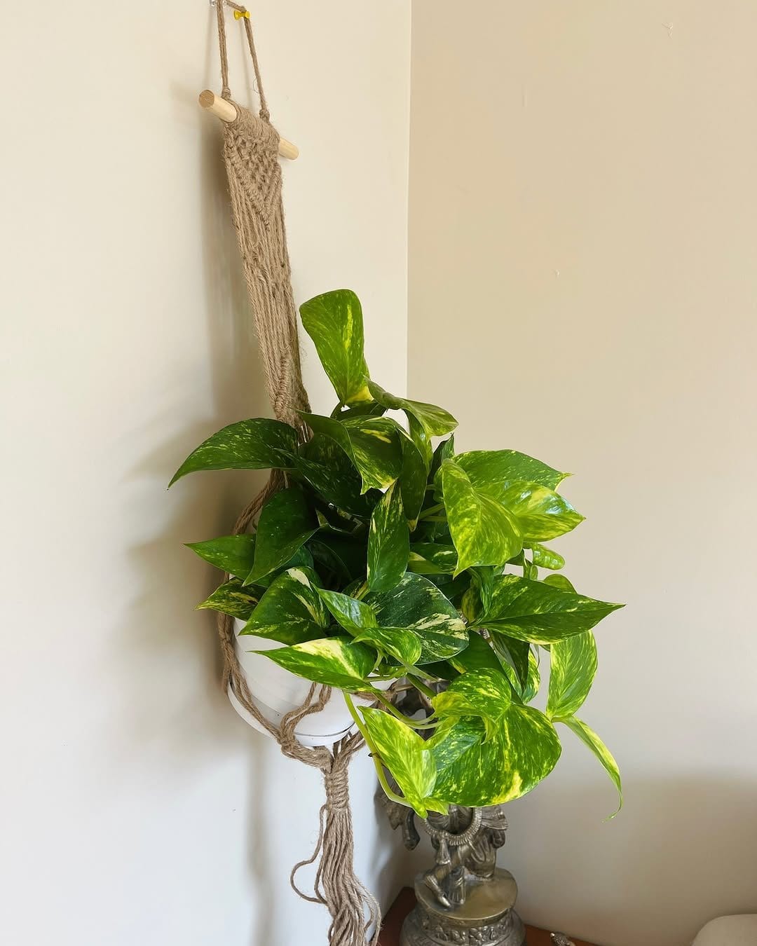 Cascading golden pothos in macrame holder