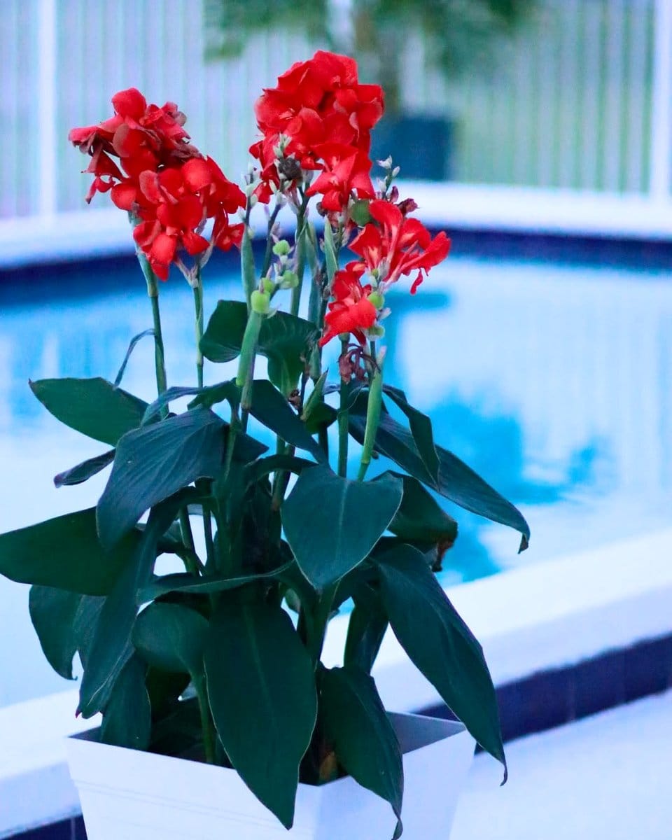 bright colorful plant pots with tropical plants