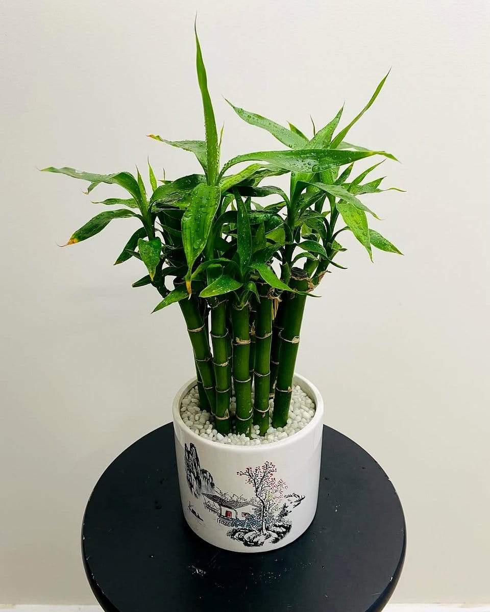 Chinese evergreen with patterned leaves