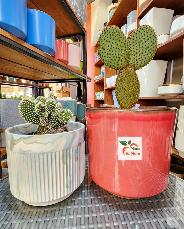 bunny ears cactus on windowsill