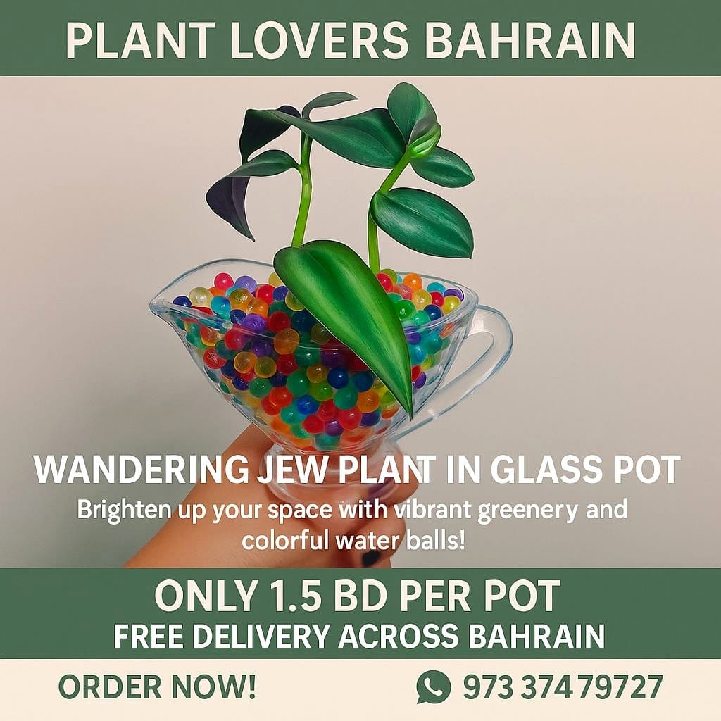 wandering jew in a decorative pot