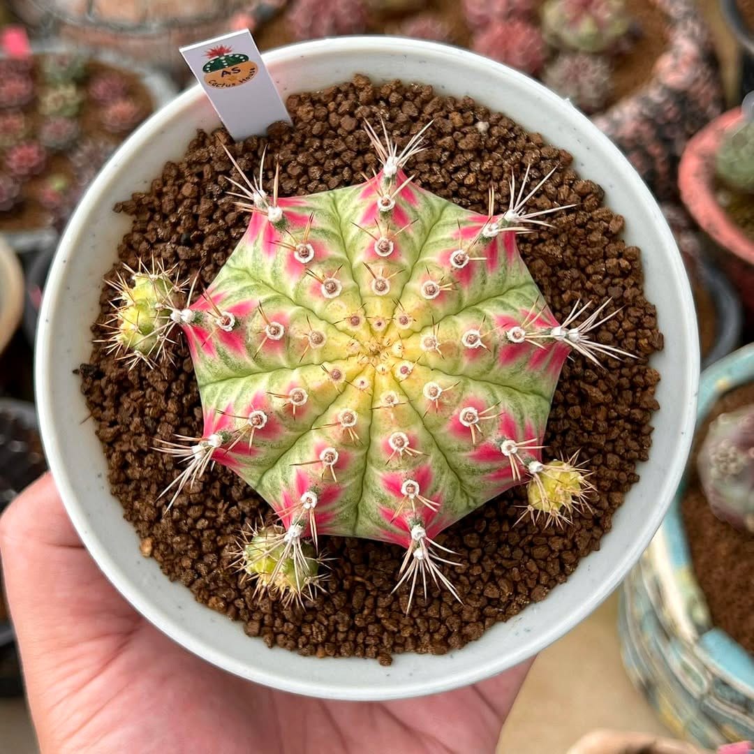 Colorful cactus display with salt crystals