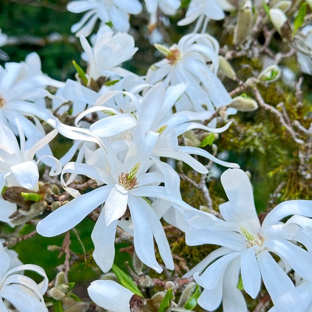 star magnolia with star-shaped flowers in city garden