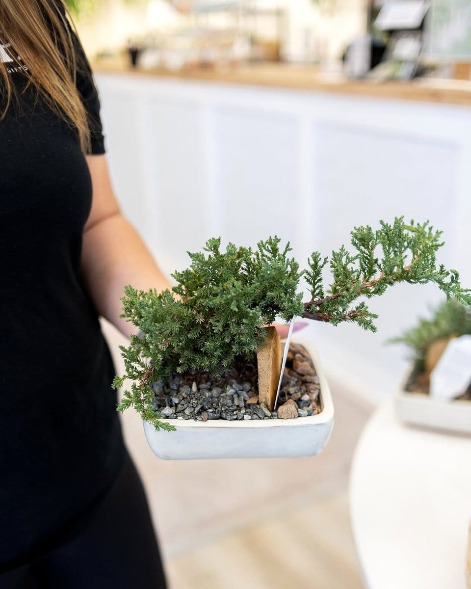 bonsai in decorative ceramic pot