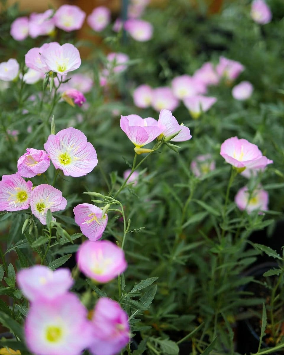 evening primrose in garden bed