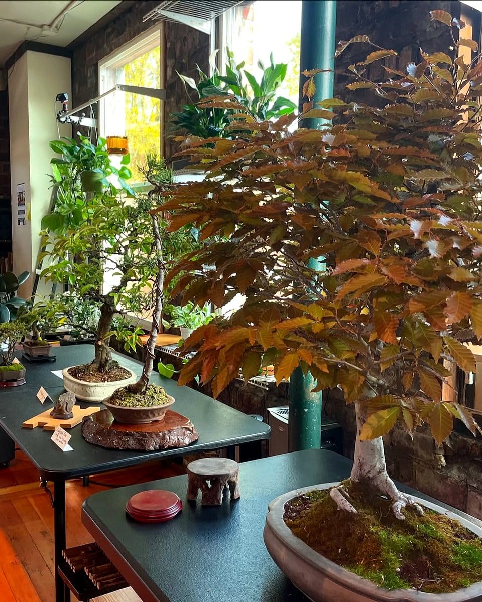 spotlight on bonsai tree