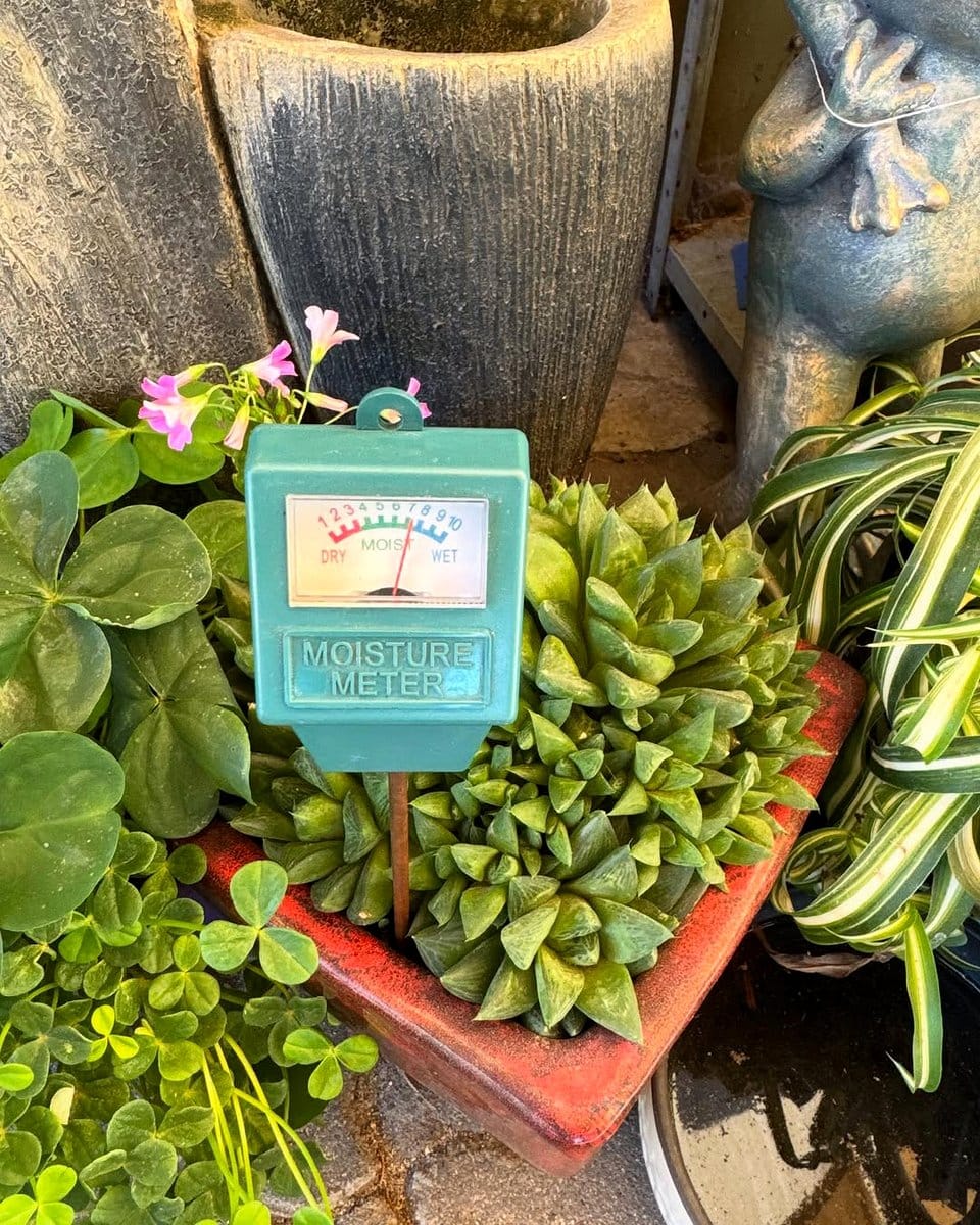 soil moisture meter in pot