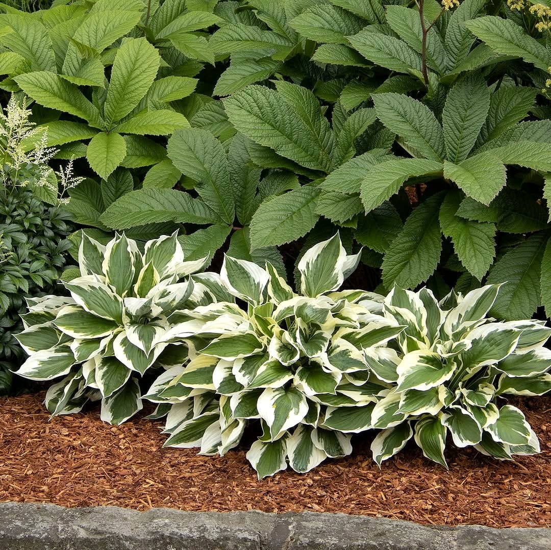 reflective mulch in plant pot